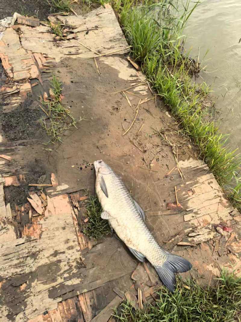 青鱼10-30各种规格都有活鱼现捞常年供货欢迎来电