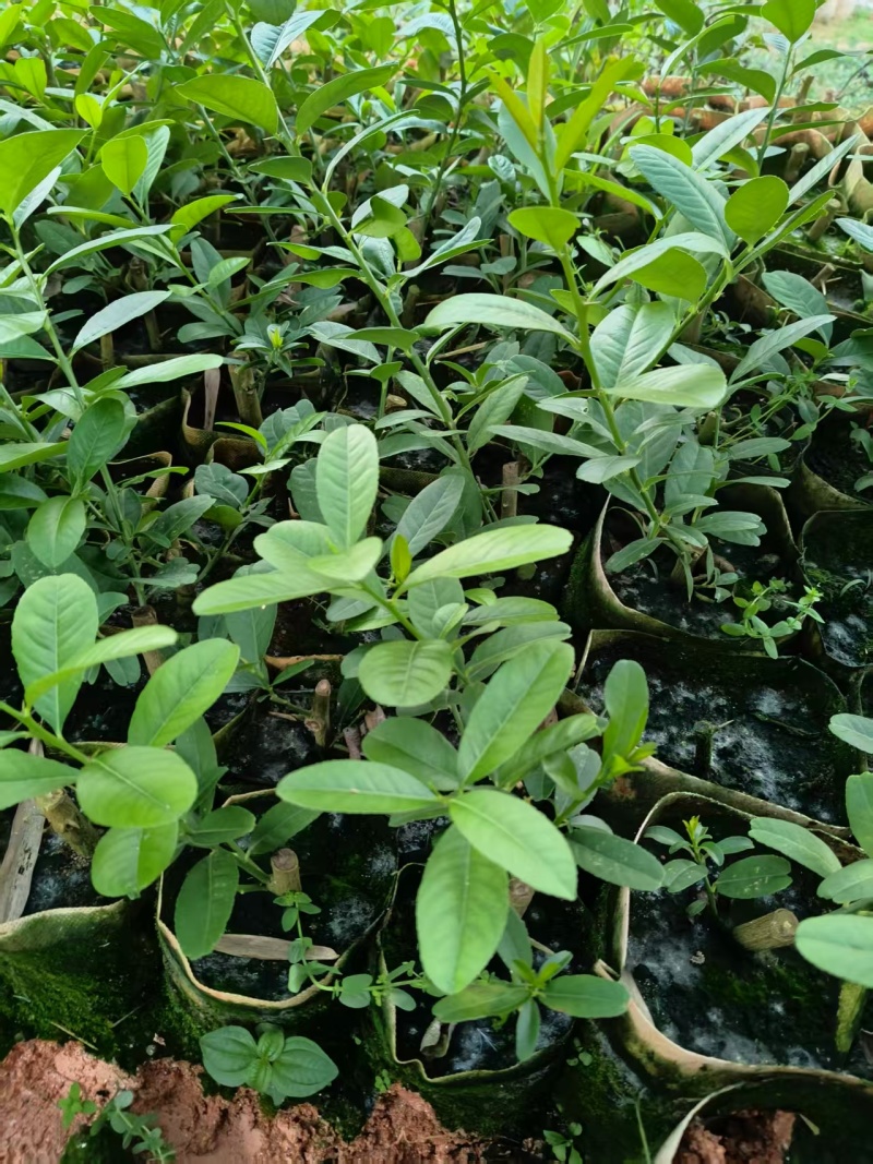 柠檬苗广西苗圃基地直供，规格齐全（技术指导）成活率高