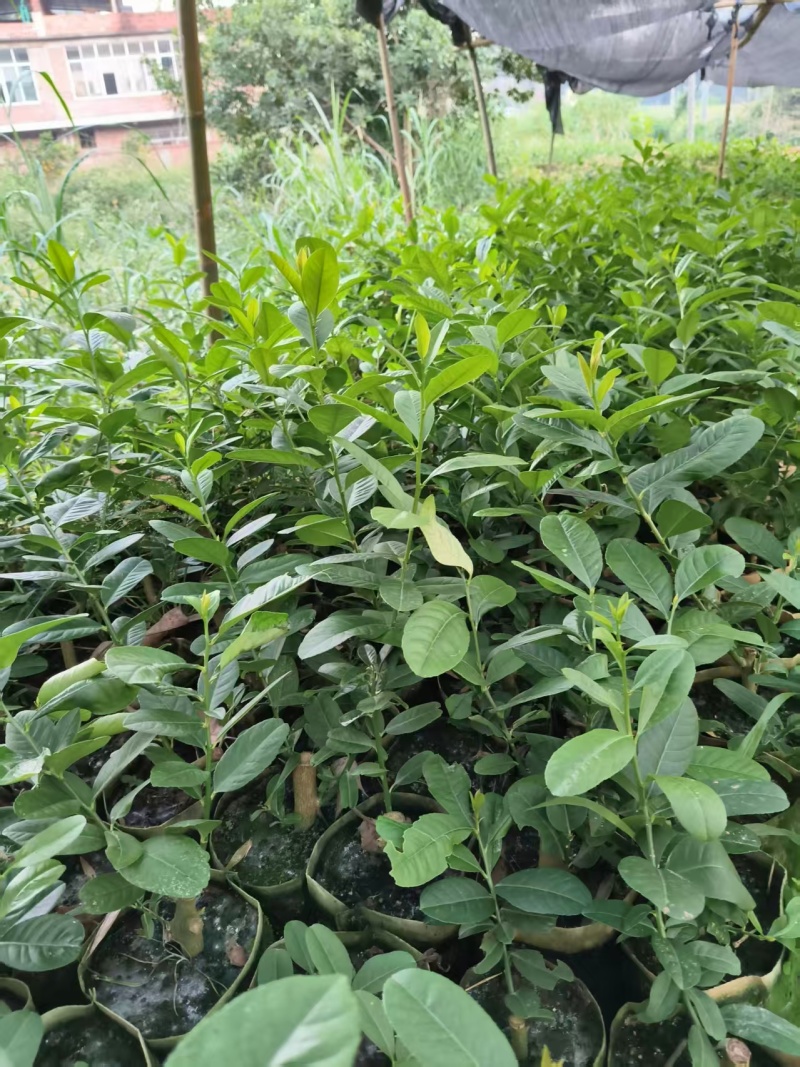 柠檬苗广西苗圃基地直供，规格齐全（技术指导）成活率高