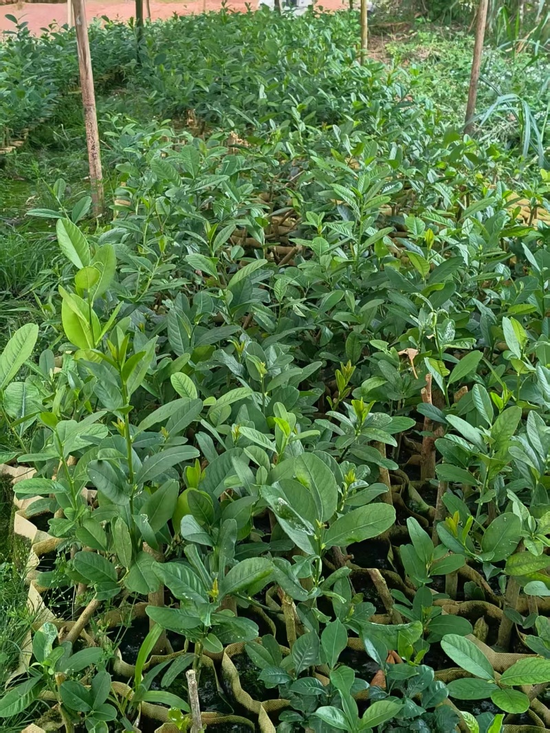 柠檬苗广西苗圃基地直供，规格齐全（技术指导）成活率高