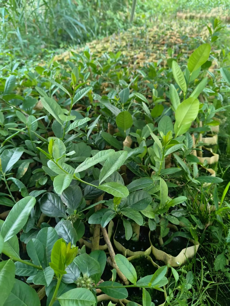 柠檬苗广西苗圃基地直供，规格齐全（技术指导）成活率高