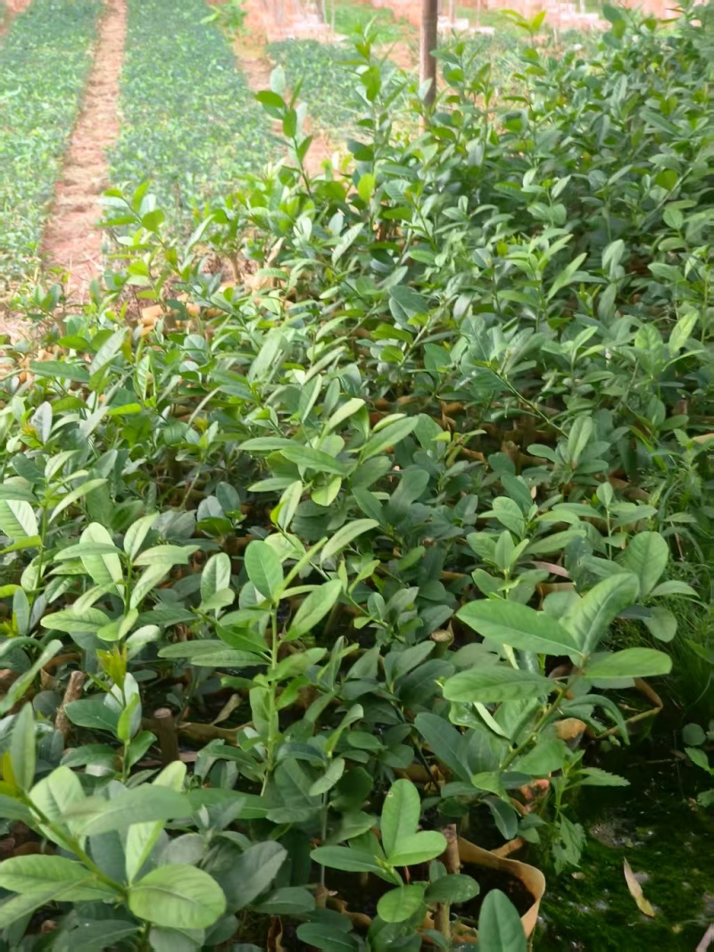 柠檬苗广西苗圃基地直供，规格齐全（技术指导）成活率高