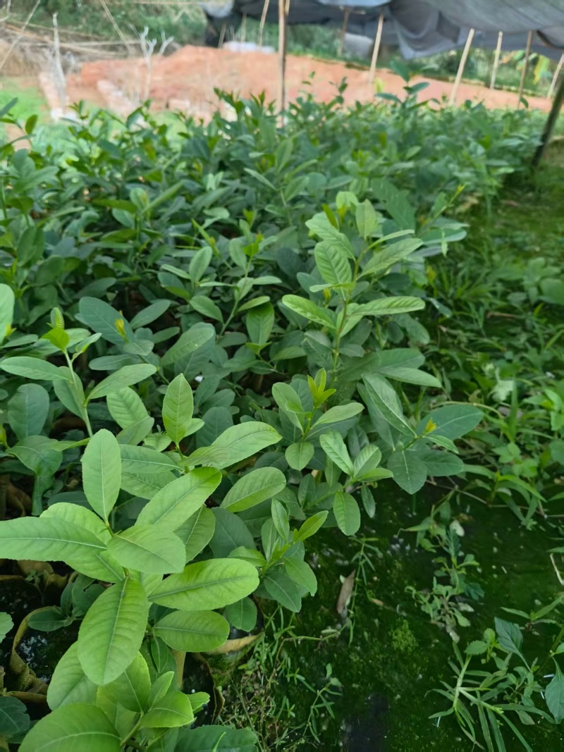 柠檬苗广西苗圃基地直供，规格齐全（技术指导）成活率高