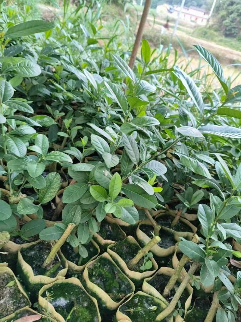 柠檬苗广西苗圃基地直供，规格齐全（技术指导）成活率高