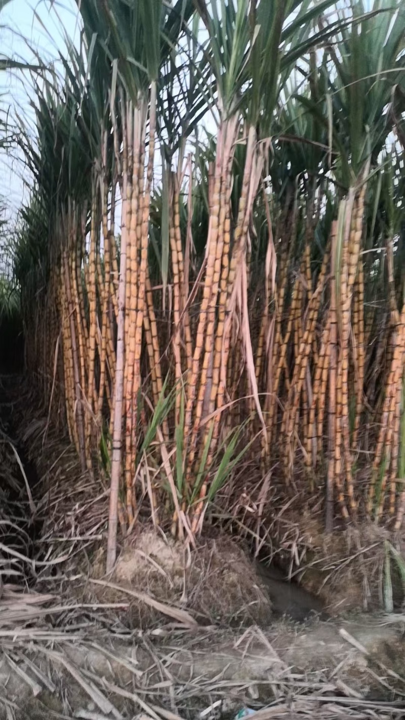 广西黄皮甘蔗基地一手货源对接电商市场商场可视频看货