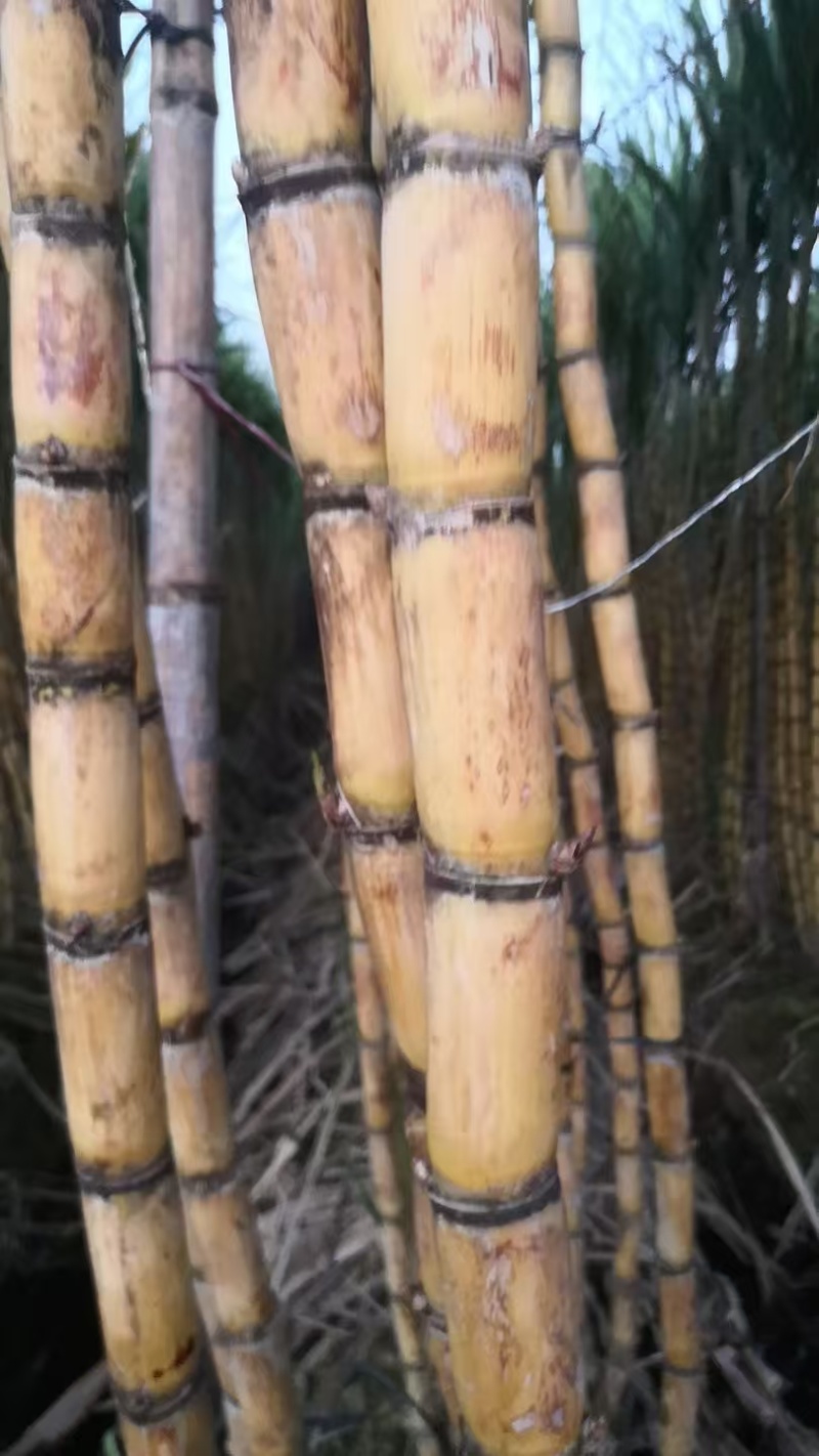 广西黄皮甘蔗基地一手货源对接电商市场商场可视频看货