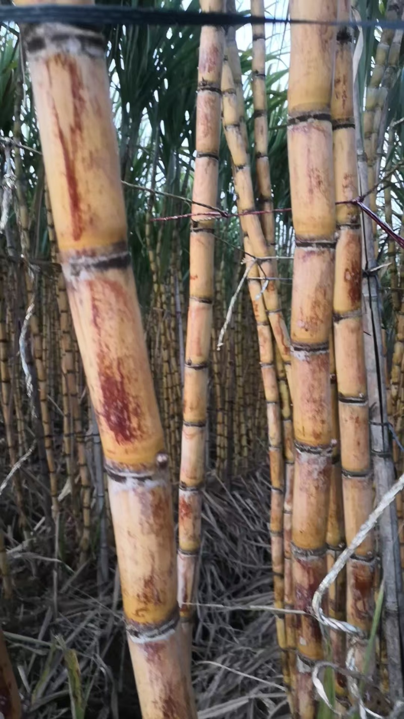 广西黄皮甘蔗基地一手货源对接电商市场商场可视频看货