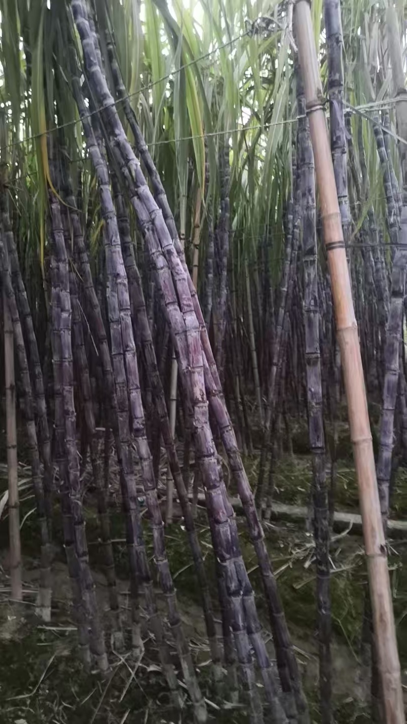 广西黑皮甘蔗对接电商市场商超可视频看货保质保量