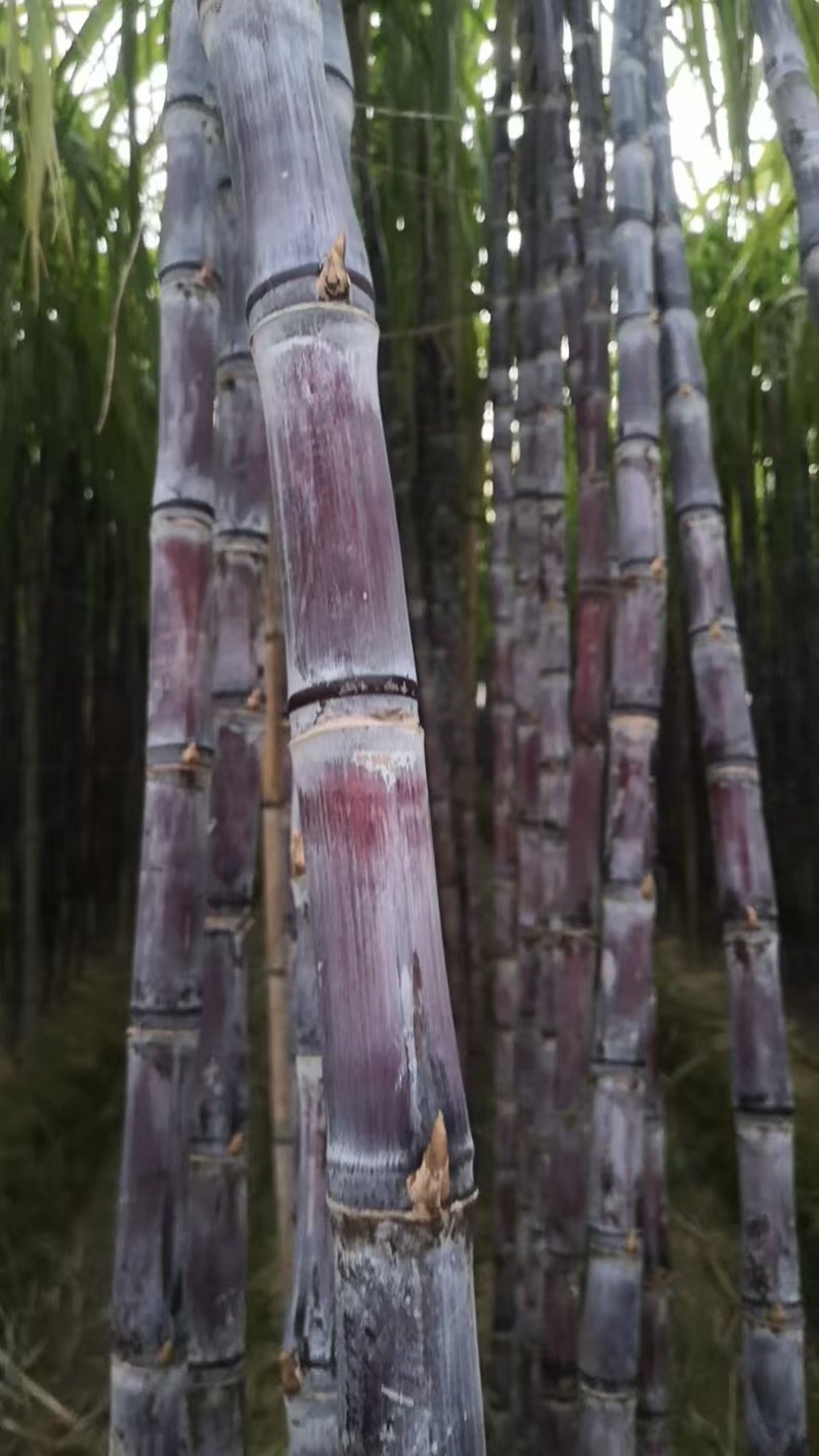 广西黑皮甘蔗对接电商市场商超可视频看货保质保量