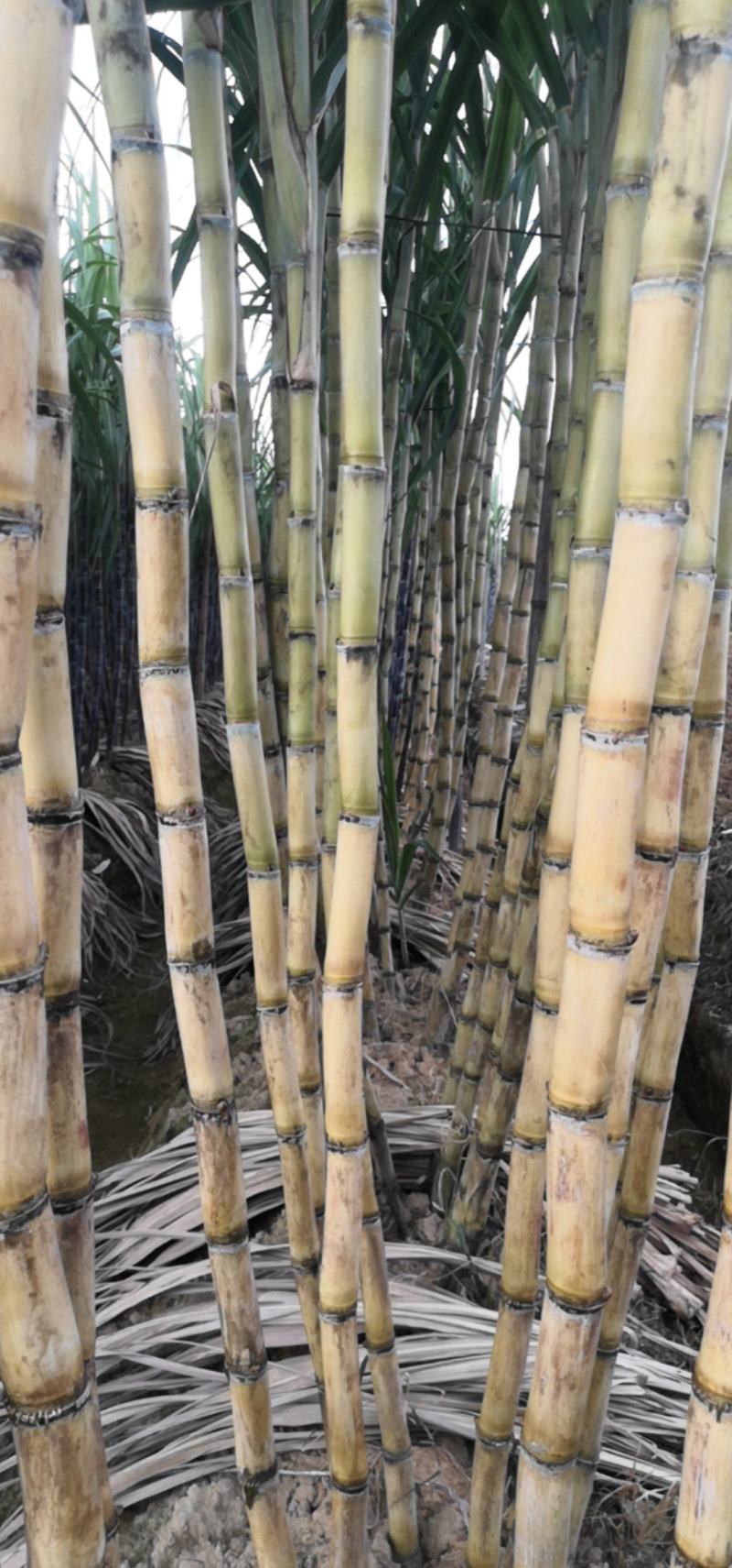广西黄皮甘蔗基地一手货源对接电商市场商场可视频看货