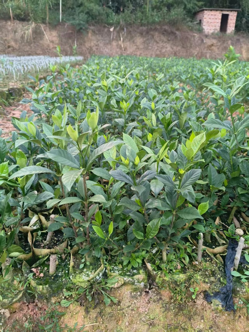 黄枙子苗基地直供，量大从优（成活率高）技术指导可视频看货