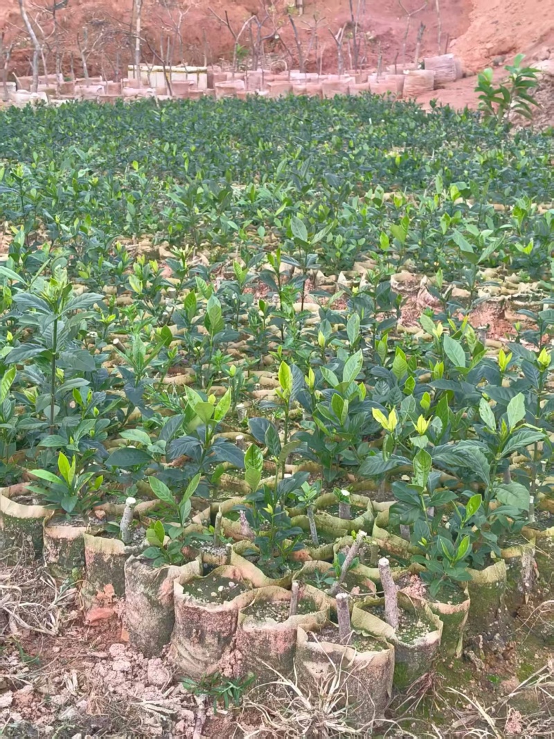 黄枙子苗基地直供，量大从优（成活率高）技术指导可视频看货