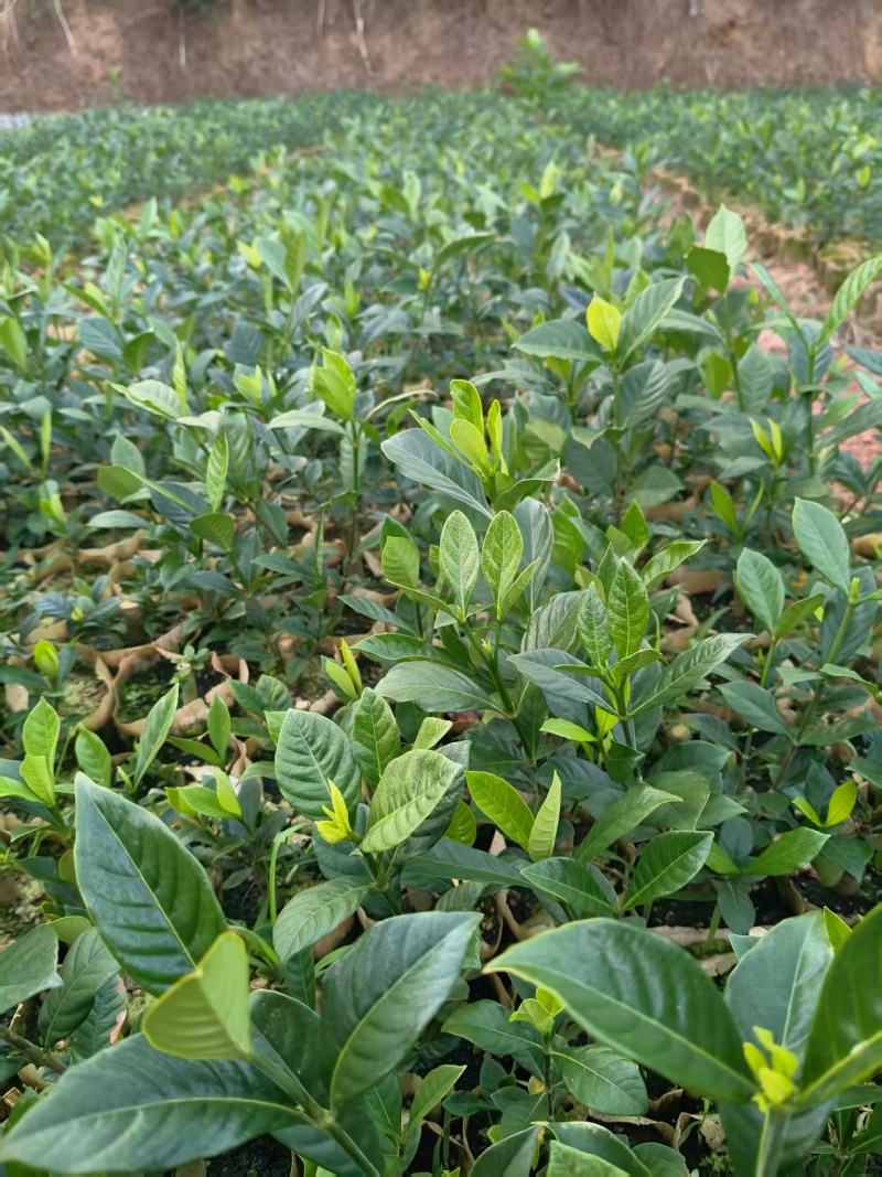 黄枙子苗基地直供，量大从优（成活率高）技术指导可视频看货
