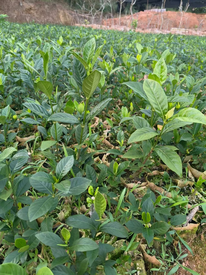 黄枙子苗基地直供，量大从优（成活率高）技术指导可视频看货