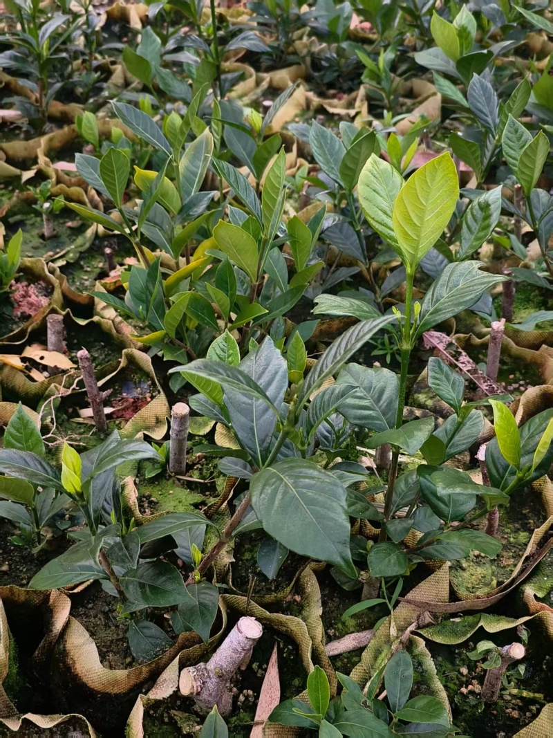黄枙子苗基地直供，量大从优（成活率高）技术指导可视频看货