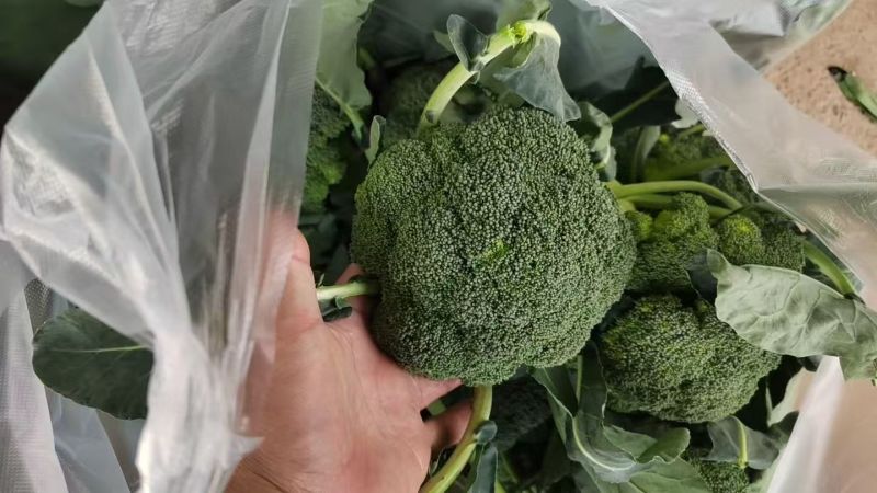 西兰花耐寒优秀西兰花产地直发保质保量对接全国市场