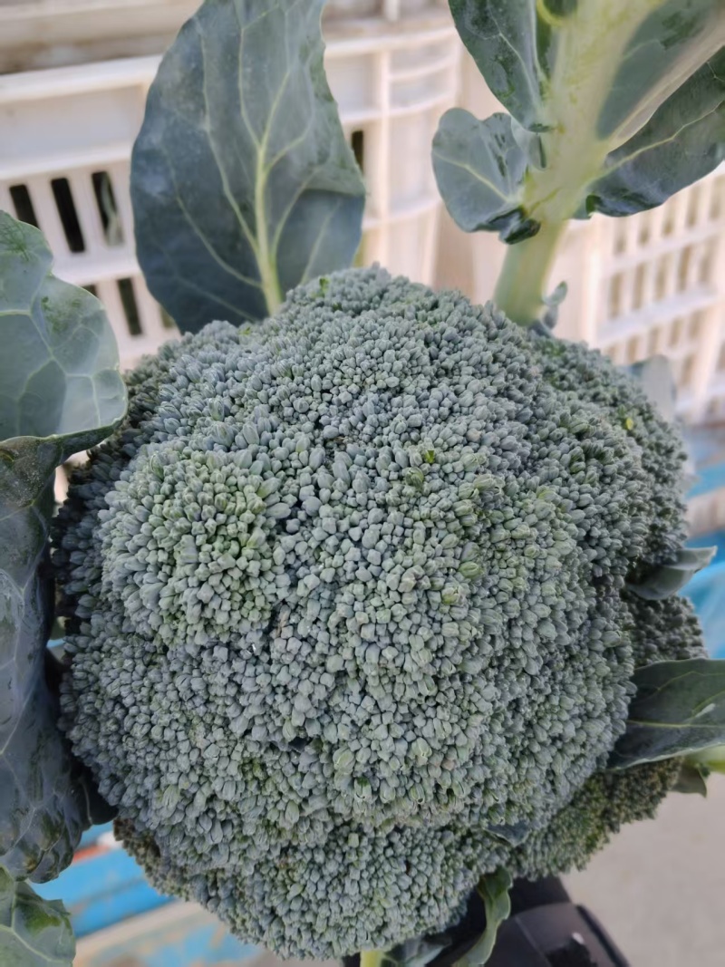 西兰花江苏南通西兰花产地直发可实地考察视频看货