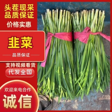优选大叶韭菜质量保证对接全国社区团购商超**进店联系