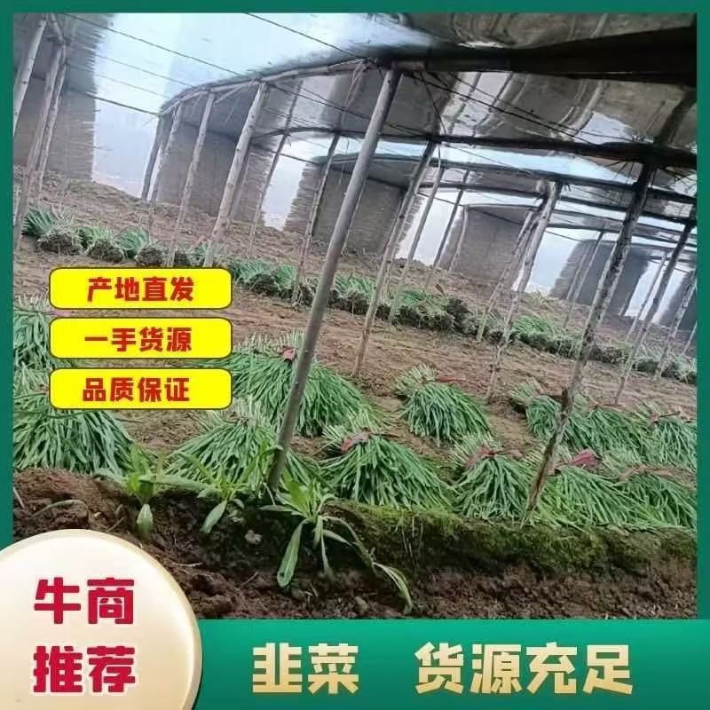 优选大叶韭菜质量保证对接全国社区团购商超**进店联系