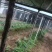 优选大叶韭菜质量保证对接全国社区团购商超**进店联系