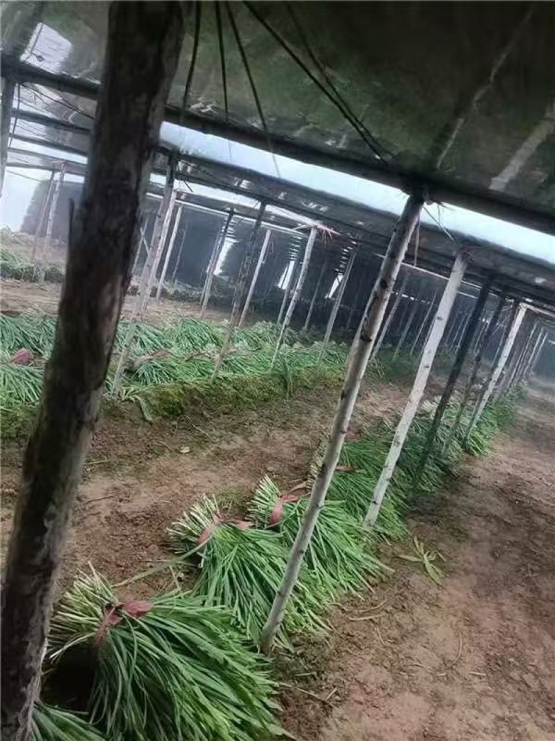 优选大叶韭菜质量保证对接全国社区团购商超**进店联系