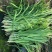 优选大叶韭菜质量保证对接全国社区团购商超**进店联系