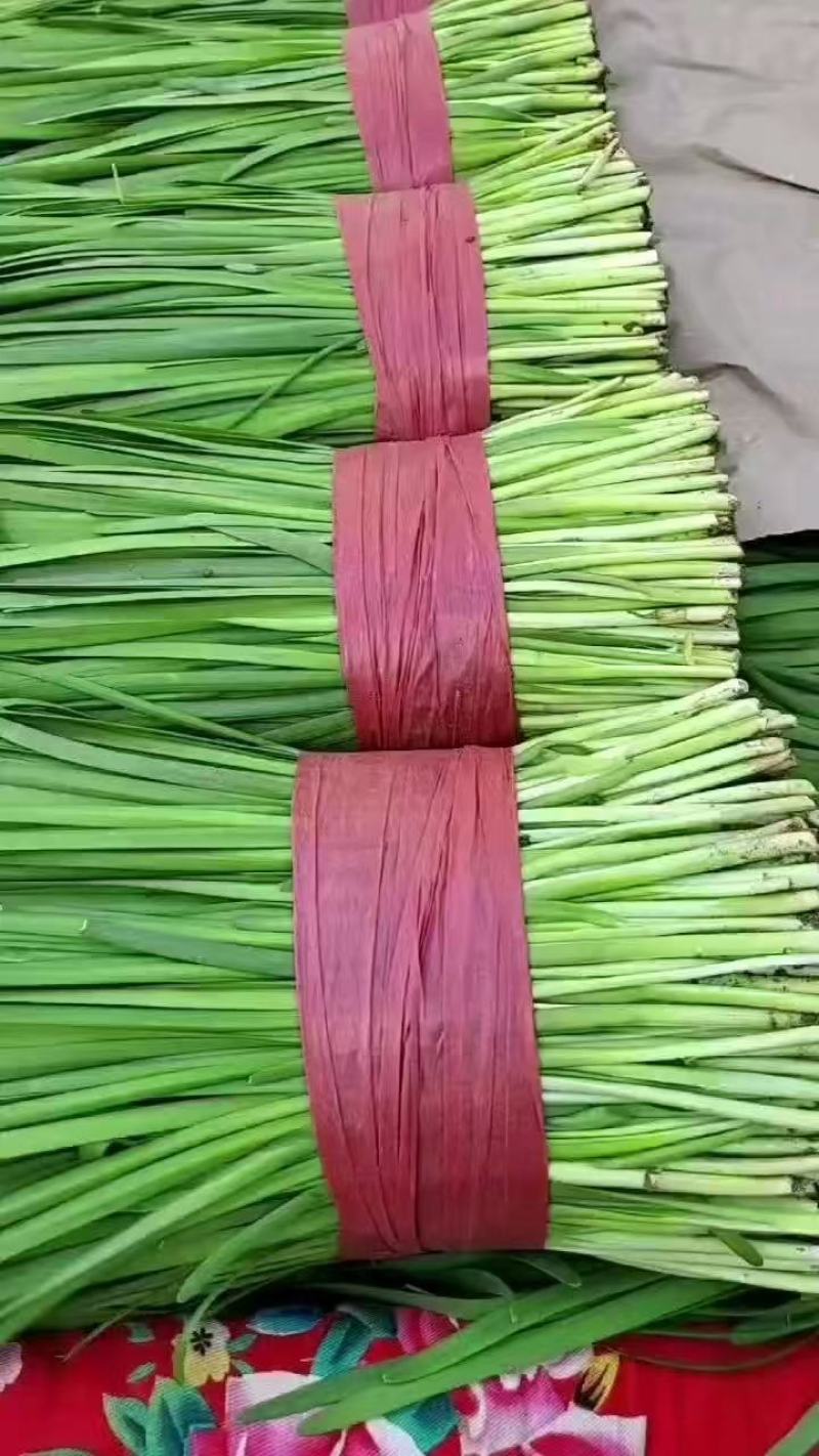 优选大叶韭菜质量保证对接全国社区团购商超**进店联系