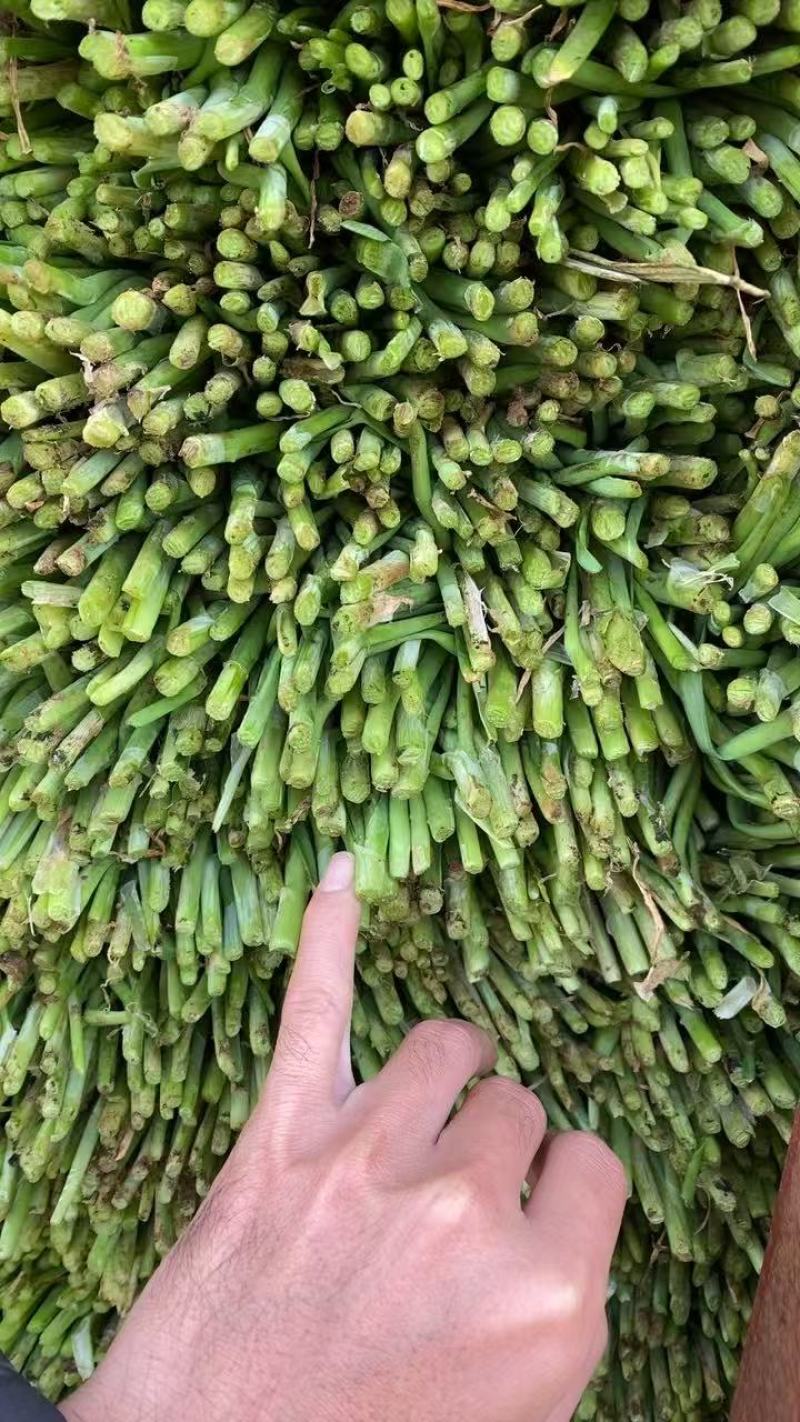 优选大叶韭菜质量保证对接全国社区团购商超**进店联系