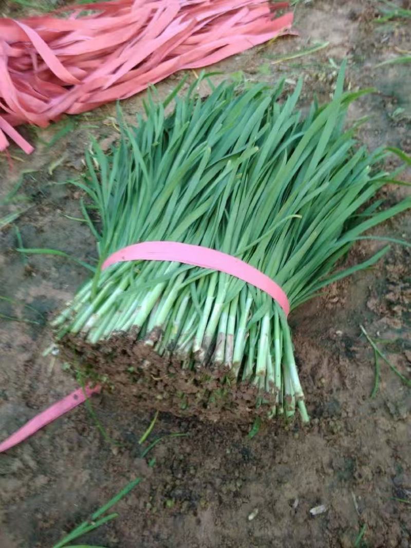 优选大叶韭菜质量保证对接全国社区团购商超**进店联系