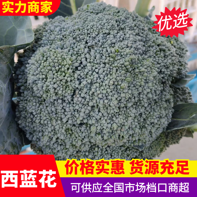西兰花江苏南通西兰花产地直发可实地考察视频看货