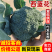 西兰花耐寒优秀西兰花产地直发保质保量对接全国市场