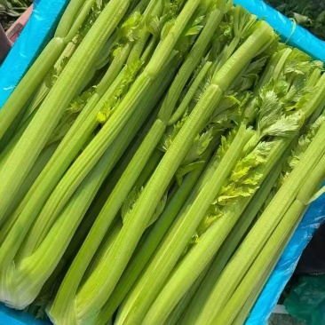 山东芹菜精品西芹基地一手货源大量供应可视频看货