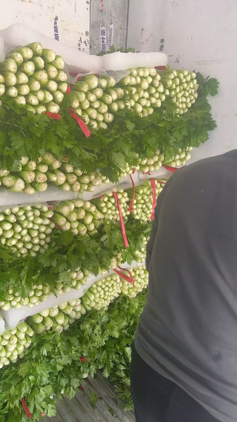 山东芹菜精品西芹基地一手货源大量供应可视频看货