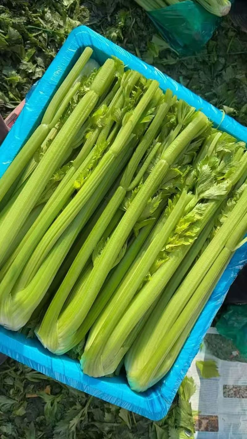 山东芹菜精品西芹基地一手货源大量供应可视频看货
