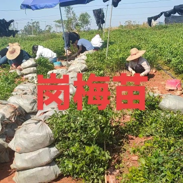 岗梅苗种苗苗木产地直销量大从优可视频看货，对接