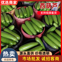 精品西葫芦山东产地直发对接全国/山东绿皮西葫芦量大优惠