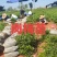 岗梅种苗苗木基地产地直销量大从优可视频看货对接全国