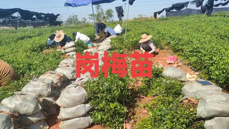 岗梅苗杯苗小叶品种天星木苗杯苗梅叶冬青苗大量地苗