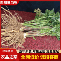 四川当归/甜当归/鲜当归/菜当归/场地直供/可视频看货