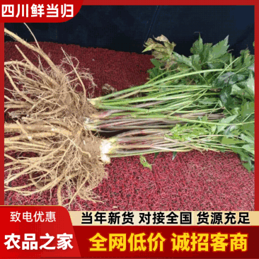 【精品】四川本地当归/甜当归/鲜当归/菜当归/规格齐全