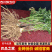 【精品】四川本地当归/甜当归/鲜当归/菜当归/规格齐全