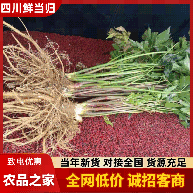 【精品】四川本地当归/甜当归/鲜当归/菜当归/规格齐全