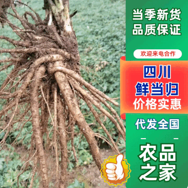 【精品】四川鲜当归甜当归高海拔药当归一手货源可水洗