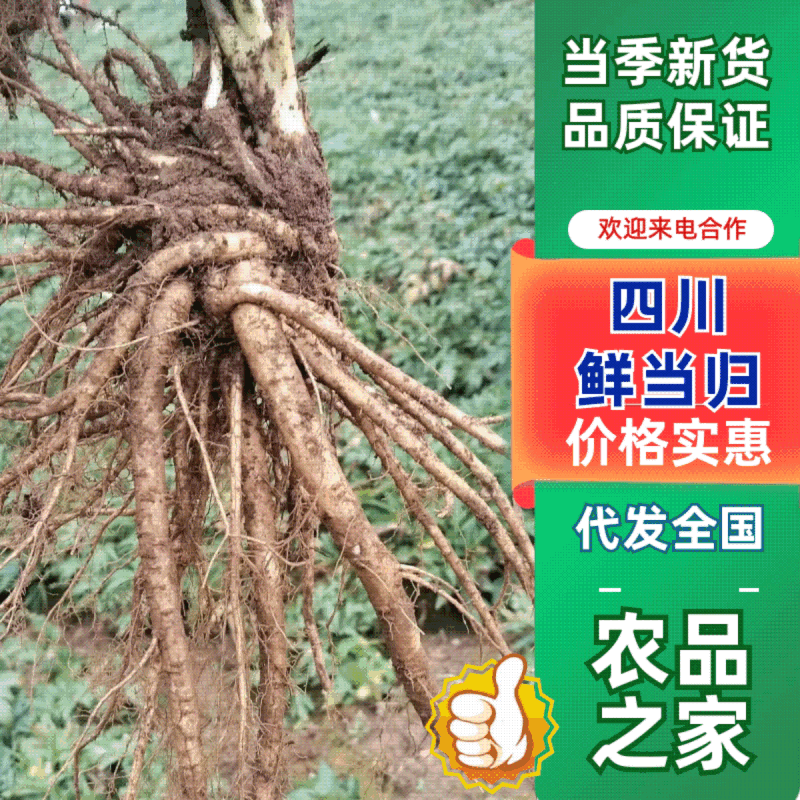【精品】四川鲜当归甜当归高海拔药当归一手货源可水洗