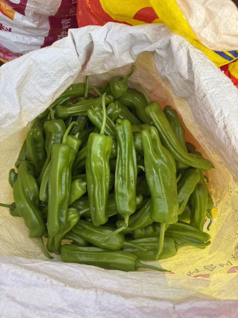 广东芜湖椒大量供应中/对接市场档口商超/量大从优欢迎来电