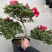 【定制款】特级杜鹃花优质品种，可按照买家要求定制造型