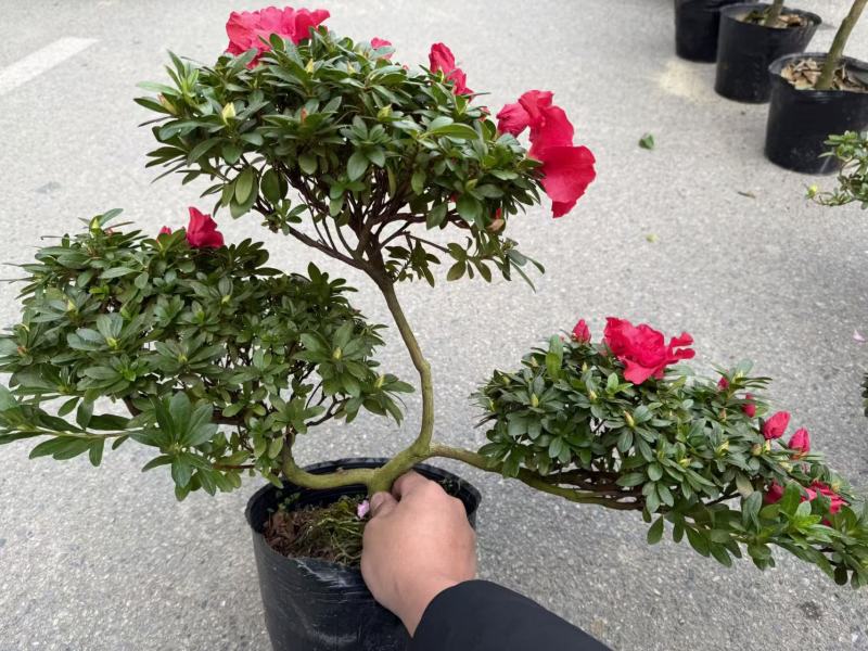 【定制款】特级杜鹃花优质品种，可按照买家要求定制造型
