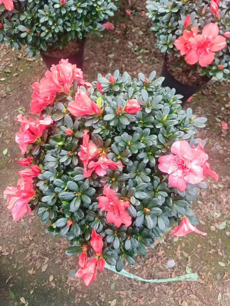 【定制款】特级杜鹃花优质品种，可按照买家要求定制造型