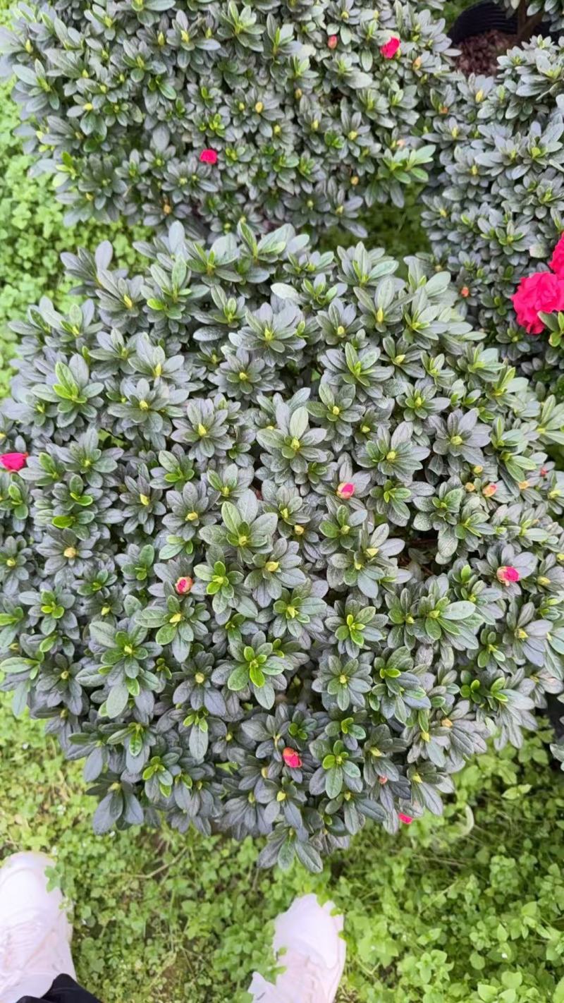 【定制款】特级杜鹃花优质品种，可按照买家要求定制造型