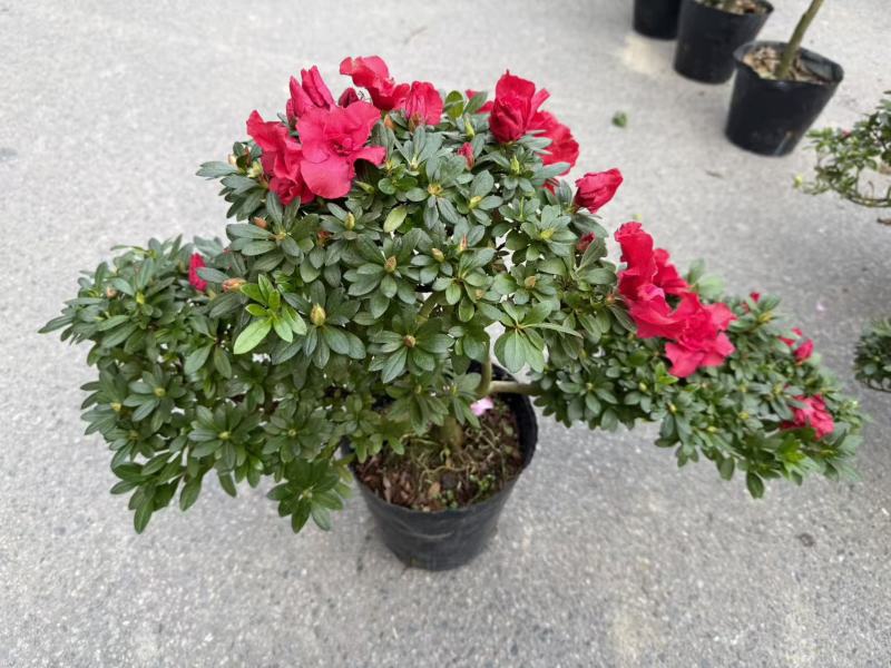 【定制款】特级杜鹃花优质品种，可按照买家要求定制造型